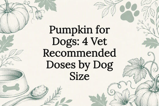 Decorative pumpkin and dog care title card