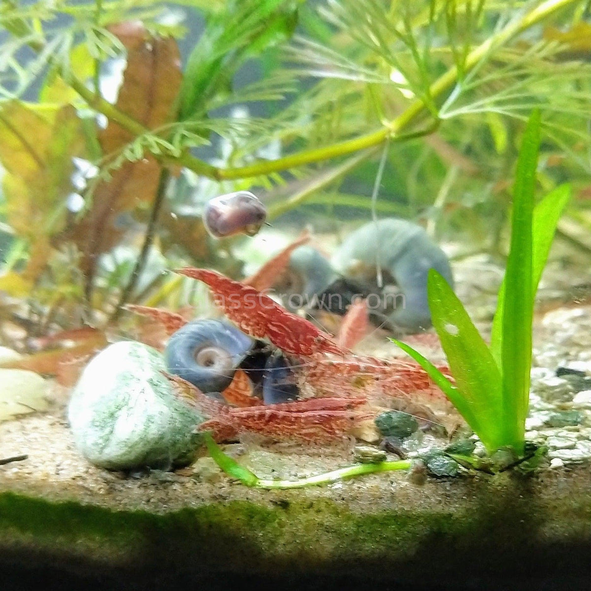 Colorful Ramshorn 10+ Snails