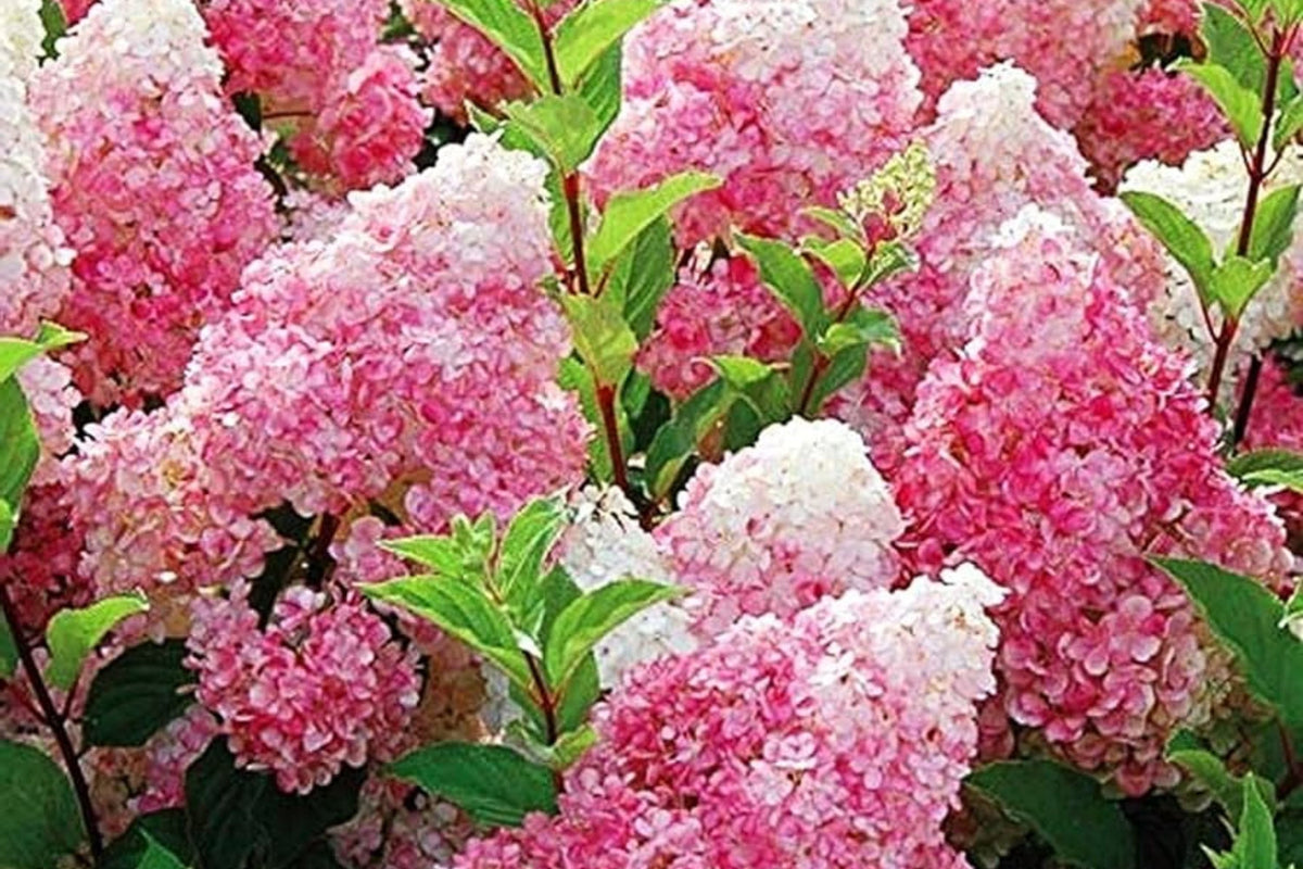 Perennial Flower Seeds 50+ Mix – Vanilla Strawberry Hydrangea (Hydrangea paniculata) for Garden, Borders, Containers