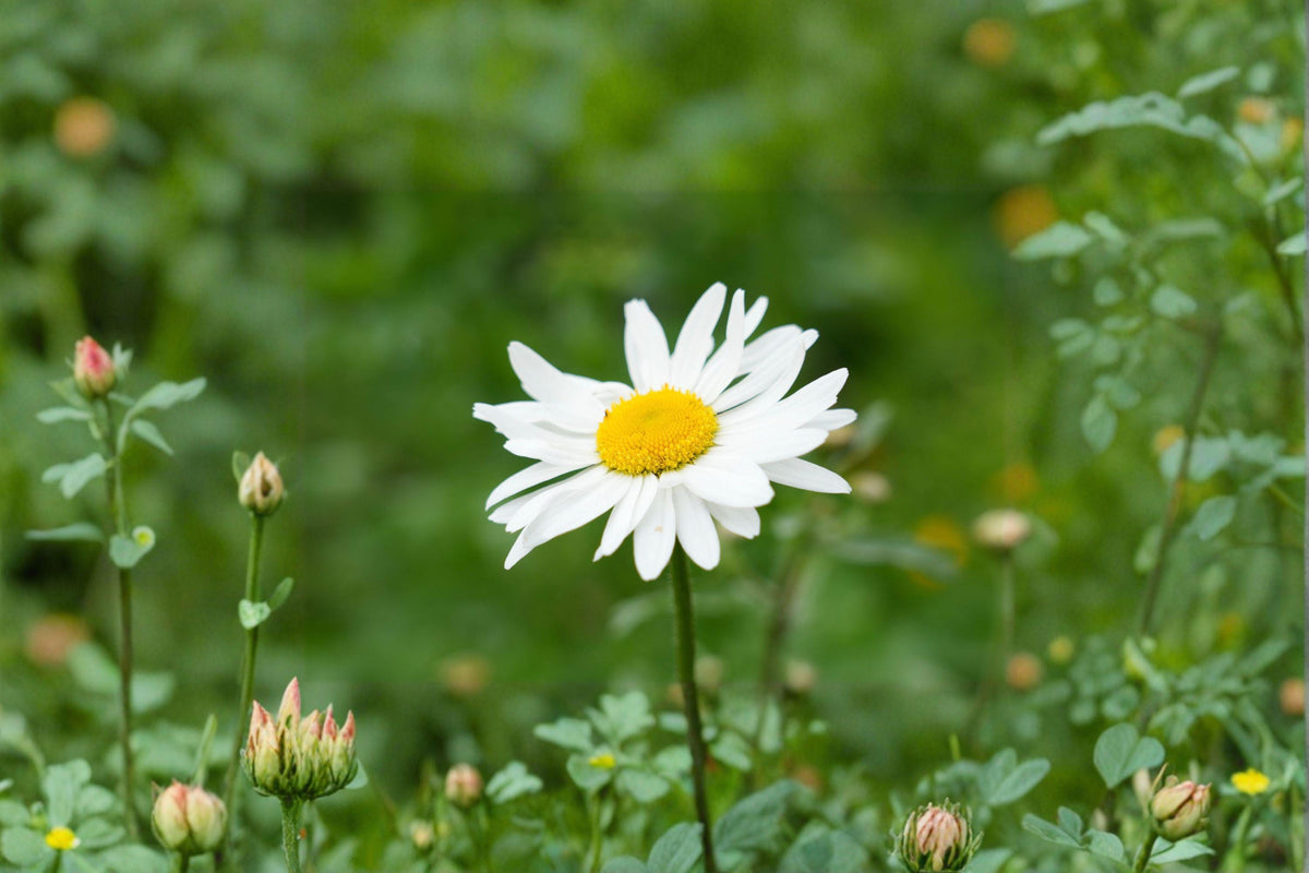 Oxeye Daisy Seeds, Wildflower, Leucanthemum vulgare, Cottage Garden, Perennial, White Flowers, Bee Attractant
