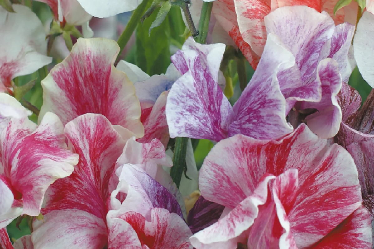 Streamer Mix Sweet Pea Seeds - Heirloom, Fragrant, Climbing Lathyrus odoratus, Non-GMO, Full Sun, Free Shipping