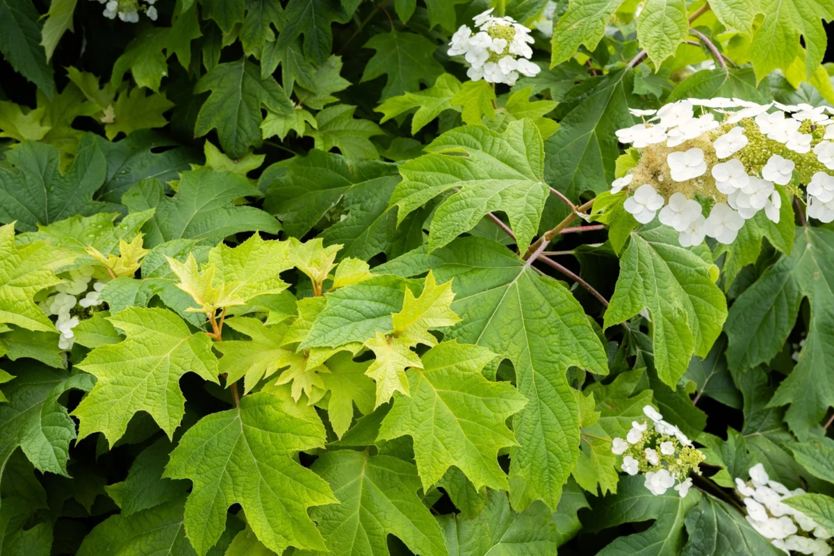 Oakleaf Hydrangea Seeds - Hydrangea Quercifolia, Showy Fall Color, Fast Growing, Pollinator Attractant, Deciduous Shrub