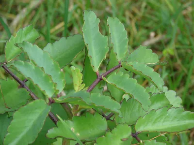 Leaf of Life Live Succulent Plant 4 Inch Seed Cell – Kalanchoe pinnata