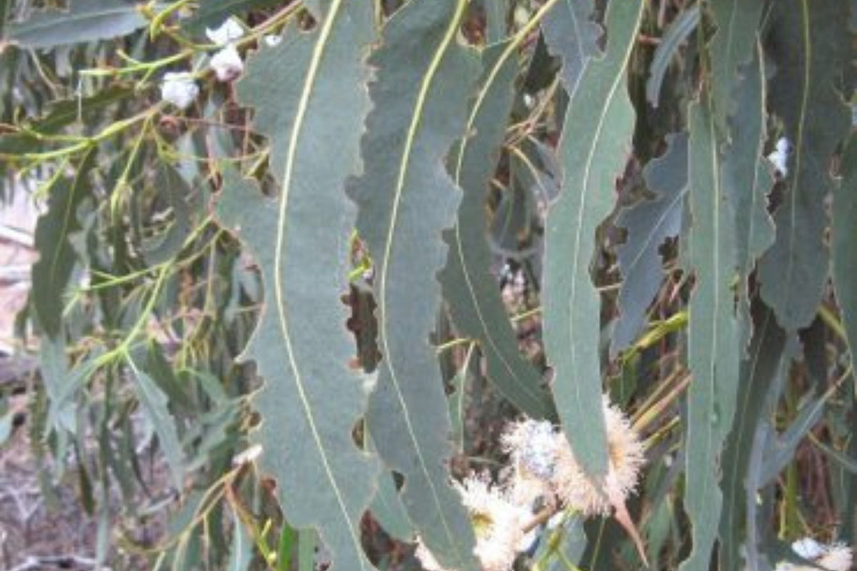 1 Blue Gum Eucalyptus Starter Plant (Eucalyptus globulus) - Live Plant 1′-2′ Tall - Aromatic Tree for Garden, Landscaping, & Essential Oils