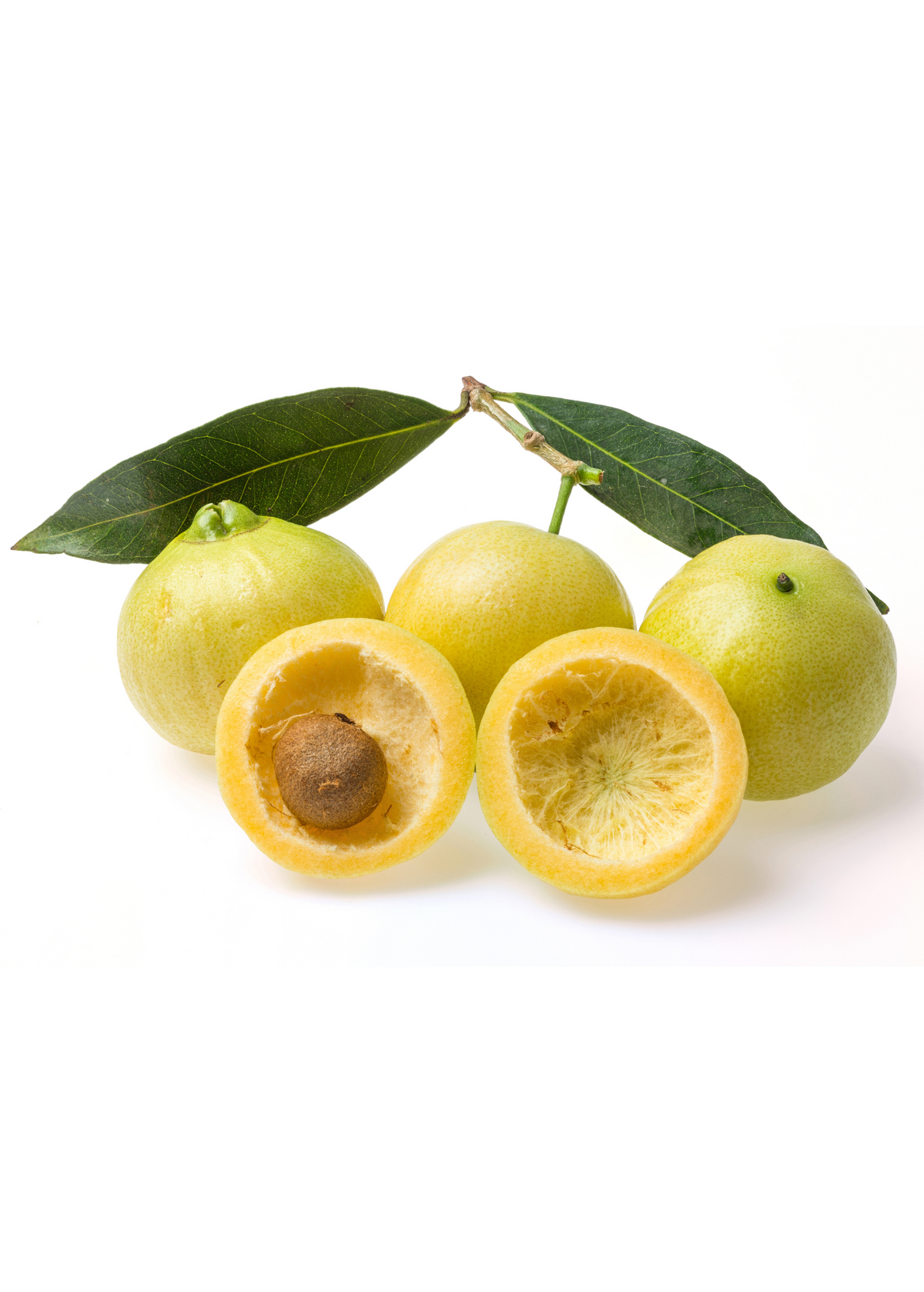 Rose Apple Tree Cutting, Syzygium jambos, Edible Fruit, Ornamental, Malabar Plum, Poma Rosa