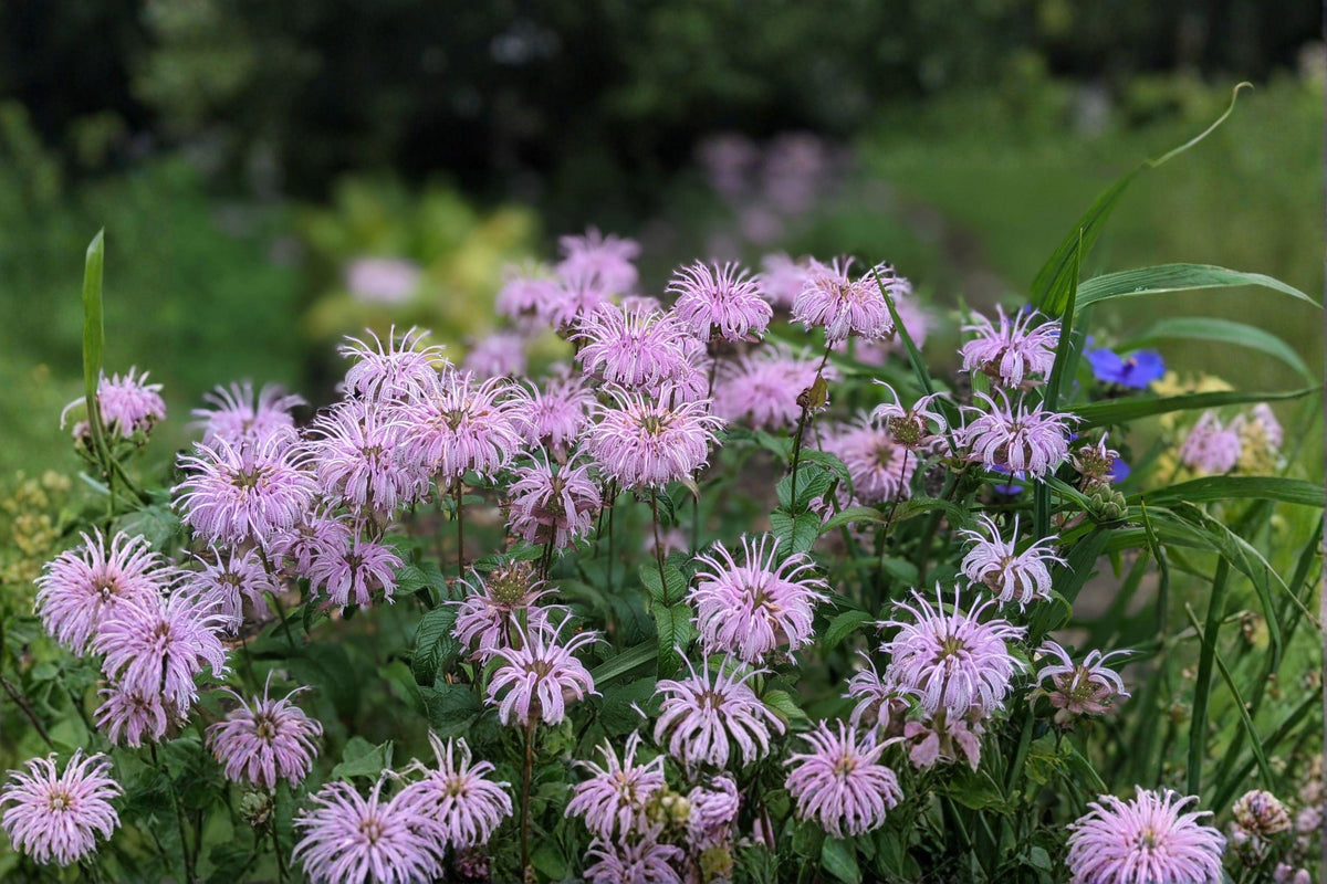 Wild Bergamot Seeds - Monarda fistulosa - Aromatic Native Perennial for Pollinator Gardens