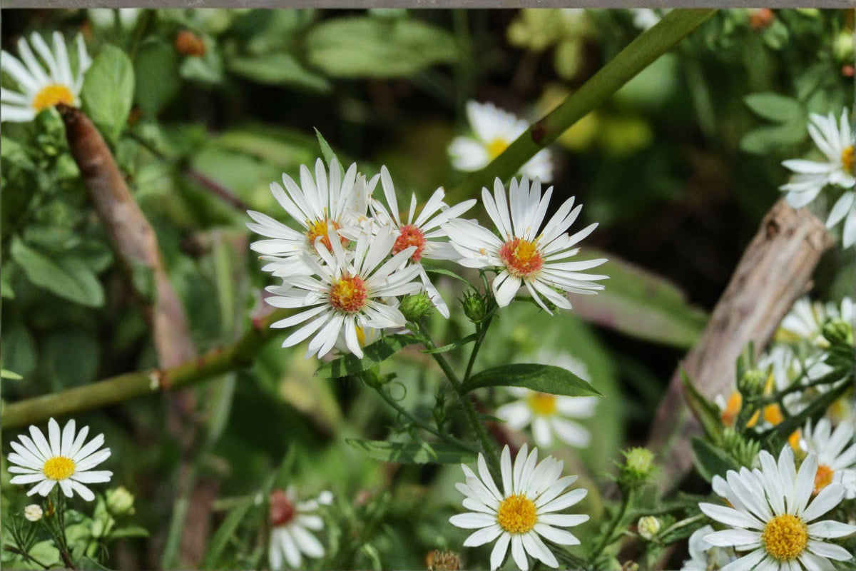 Heath Aster Seeds 100 White Wildflower Pollinator Perennial Symphyotrichum pilosus