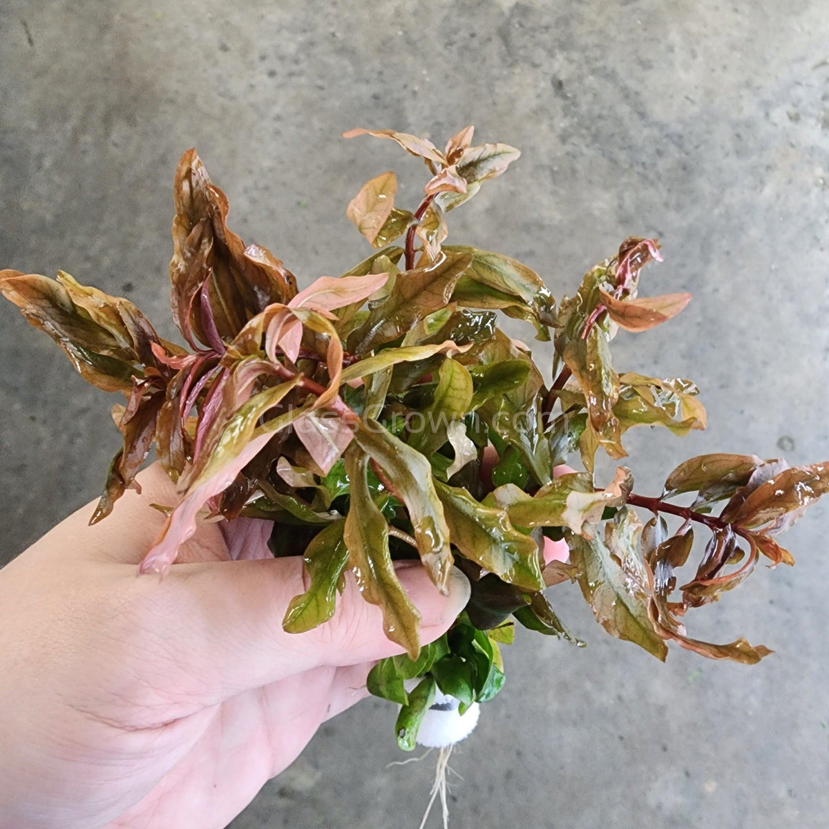 Bunch Ammania Gracilis