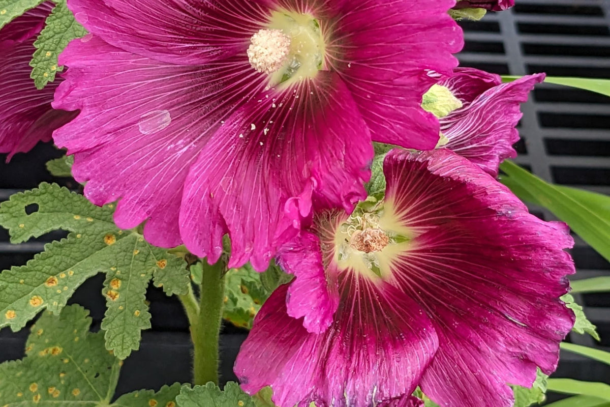 Queeny Purple Hollyhock Seeds | Magenta Blooms | Attracts Pollinators | Non-GMO | | Biennial