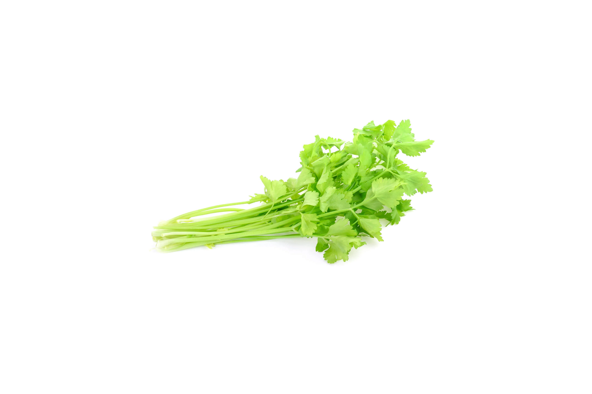 Chinese Celery Seeds - Green Leaf Variety, Nan Ling, Kintsai, Kin Chai, Apium graveolens var. secalinum