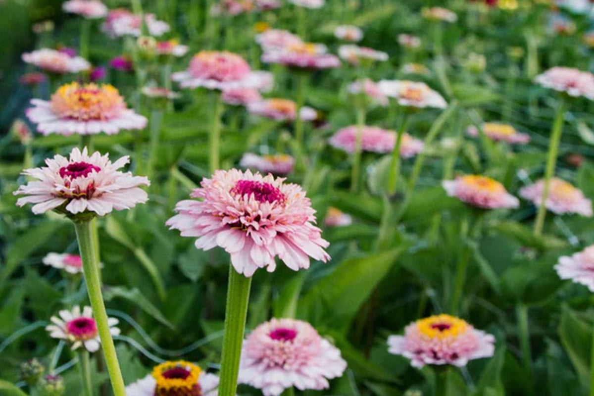 Zinderella Lilac Zinnia Seeds - 100+ Double Bloom Seeds - USA Grown - - Cut Flower Garden - Butterfly Magnet - Easy Grow
