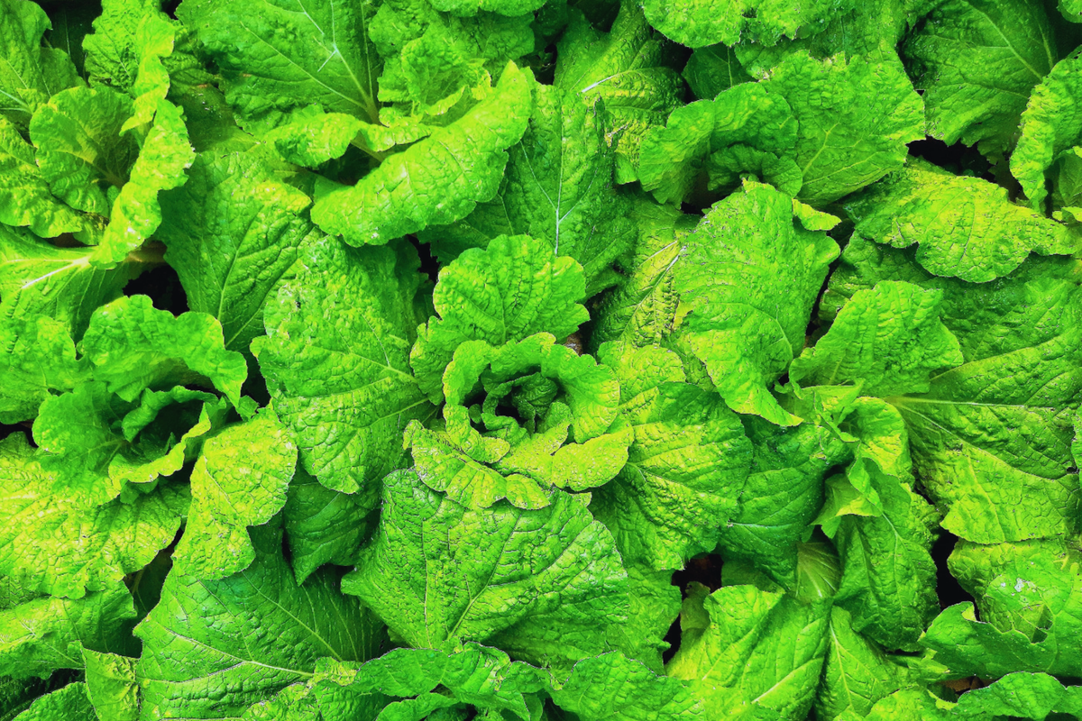 Prizehead Leaf Lettuce | Non-GMO | Fresh Leafy Greens | Lactuca sativa