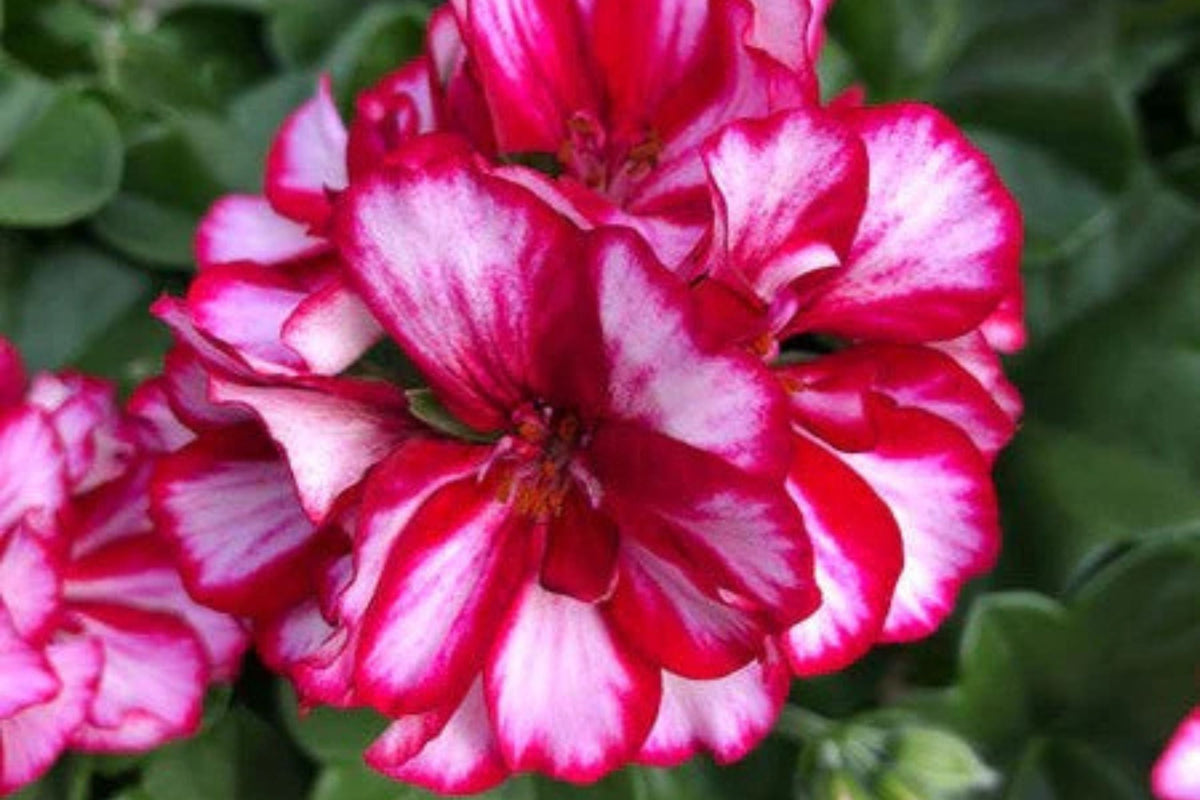 Precision Burgundy Ice Ivy Leaf Geranium Seeds, 25+ Flower Seeds, Trailing Blooms, Full Sun, Container & Hanging Baskets