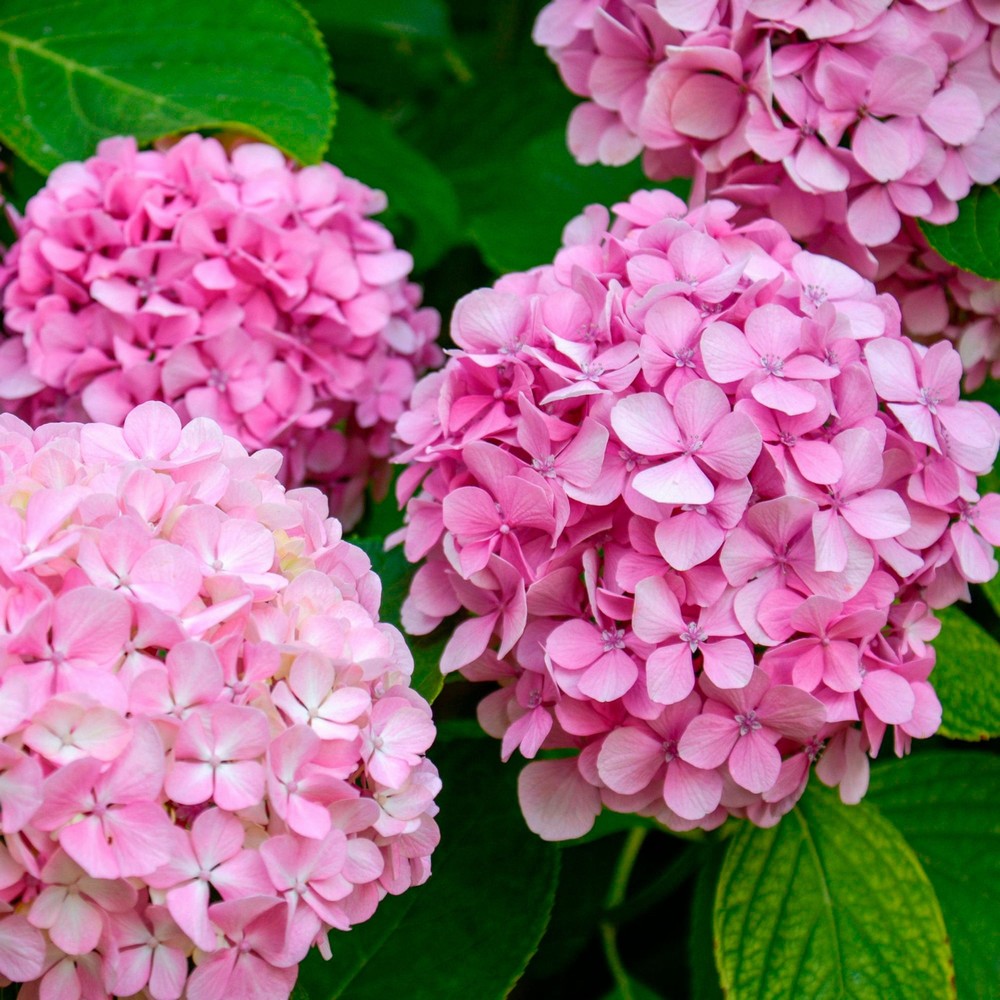 Pink Hydrangea Live Plant Bareroot Dwarf Shrub with Pink Blooms | Zones 5-9 | Easy to Grow