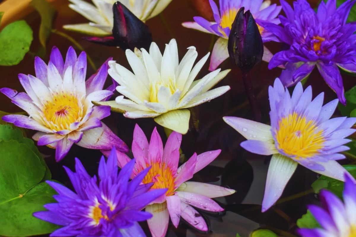Mixed Lotus Seeds - 10 Pack Nelumbo nucifera Aquatic Flowering Plants for Ponds & Water Gardens