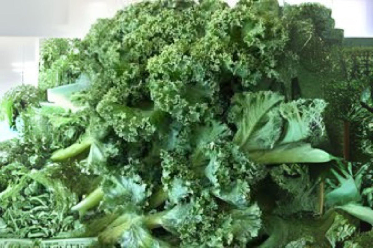 Dwarf Blue Curled Scotch Kale Seeds - Heirloom Brassica oleracea for Salads, Sautés & Smoothies - 350 Seeds