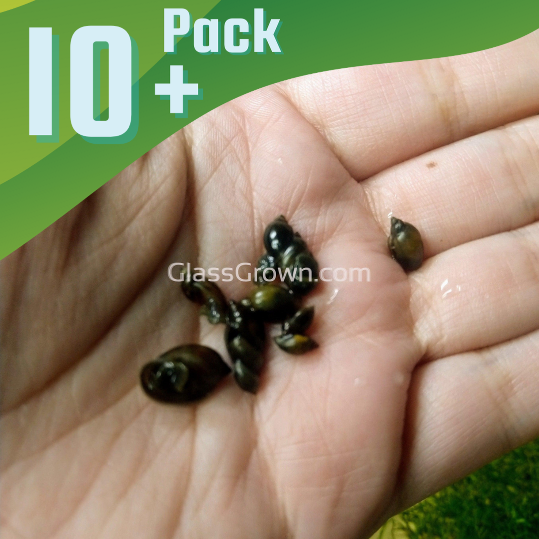 Feeder Snails