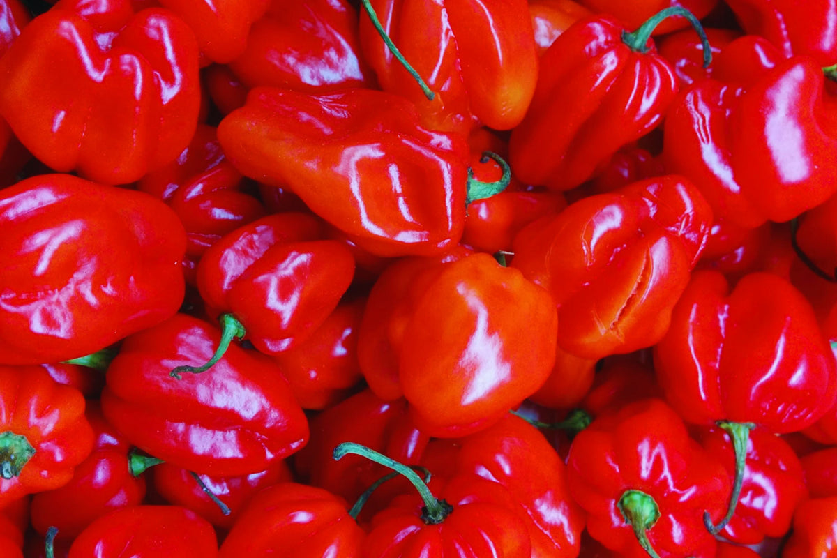 Red Scotch Bonnet Pepper Seeds - Organic Non-GMO Capsicum chinense for Spicy Garden Planting