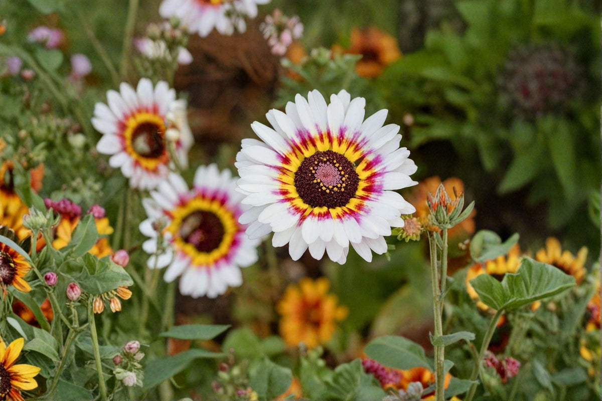 100 Painted Daisy Seeds – Glebionis carinata, Tricolor Daisy, Annual Flower for Garden, Cut Flowers, Bright Blooms