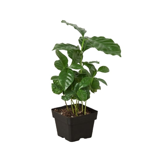 Arabica Coffee - NURSERY POT ONLY