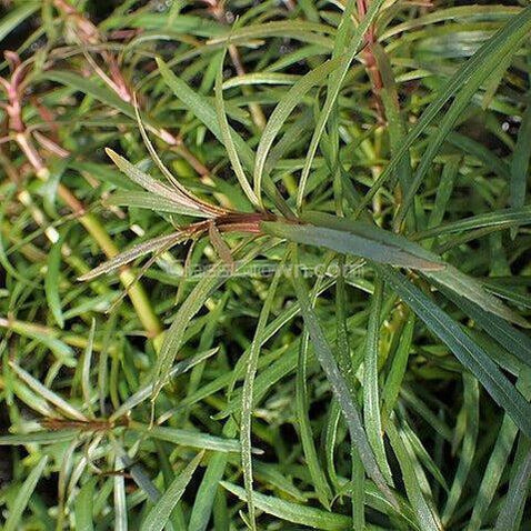 Pogostemon Stellatus 'Octopus'