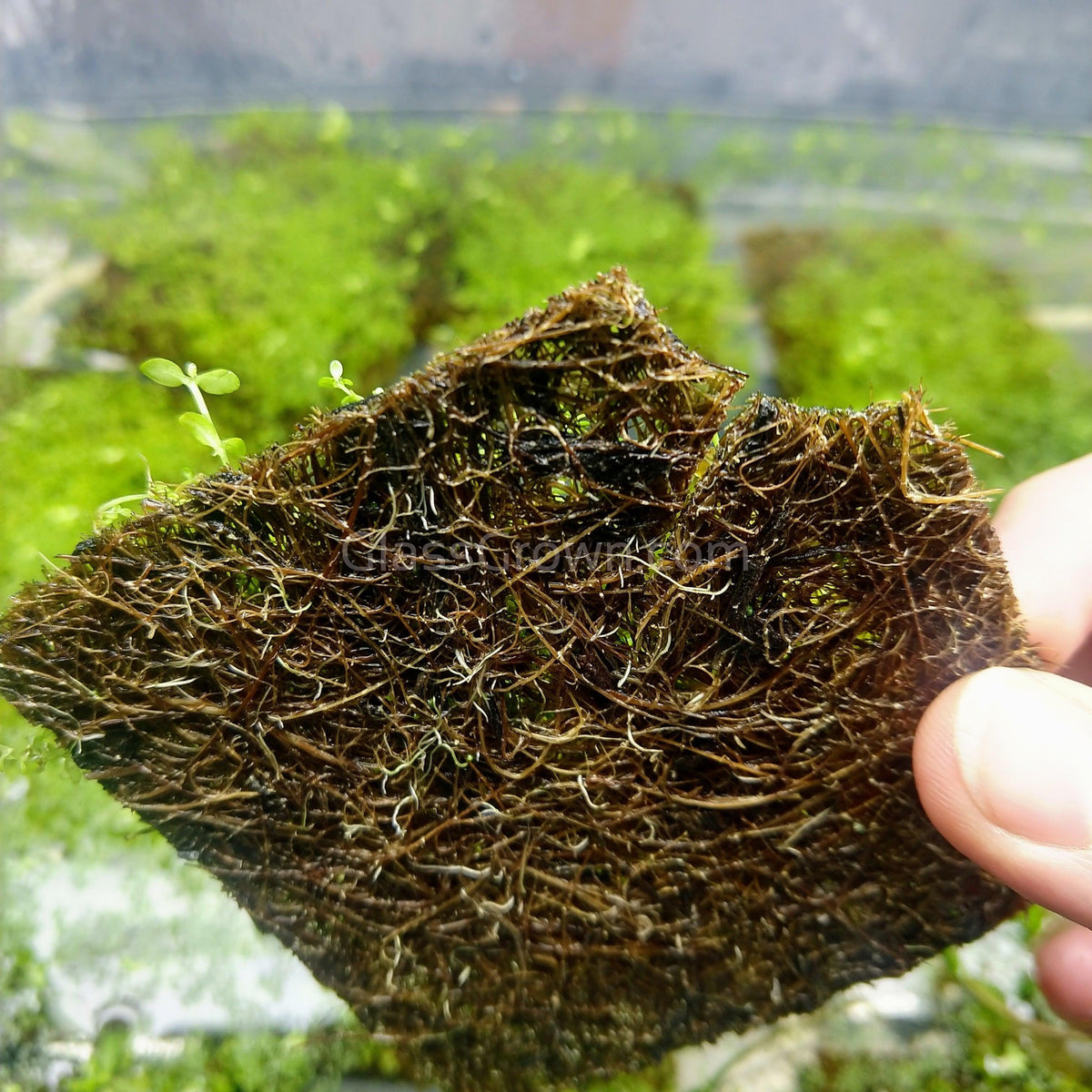 Dwarf Baby Tears (Hemianthus Callitrichoides)
