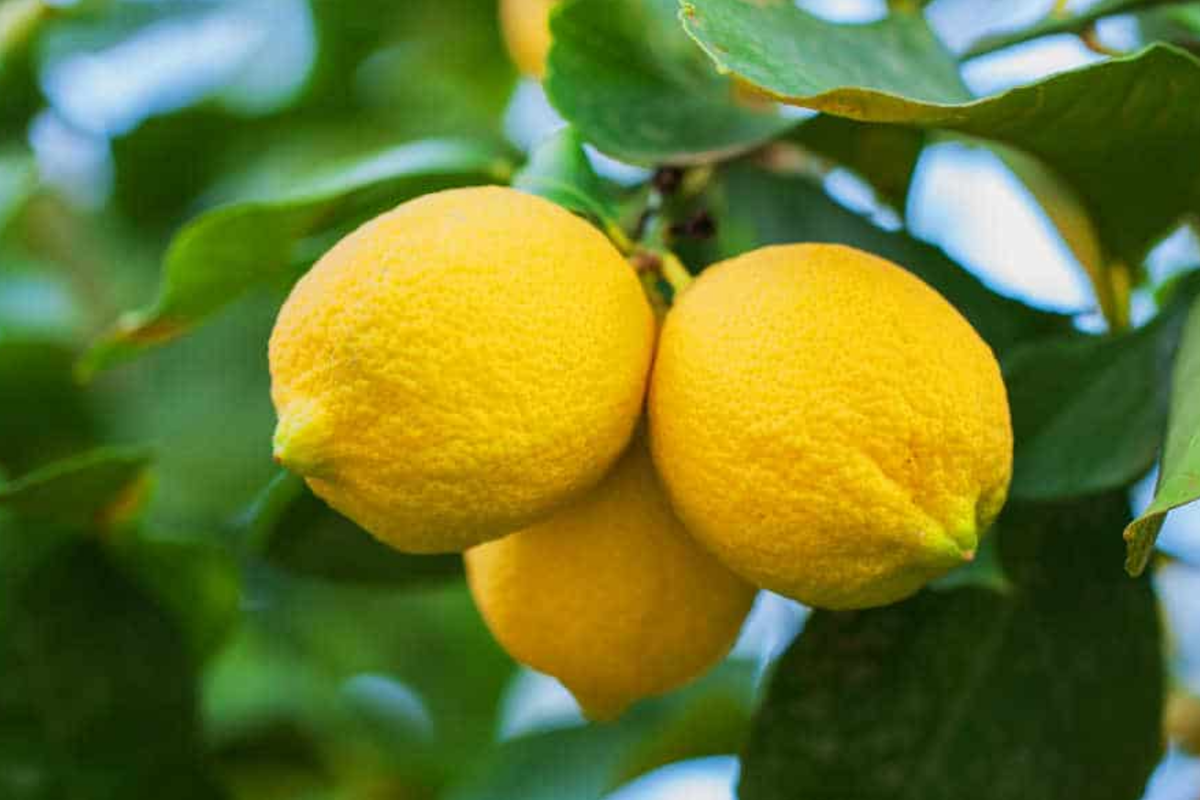 Lemon Tree Seeds - 15 Fresh Seeds - Citrus limon - Ideal for Planting This Season - Germination Guide Available