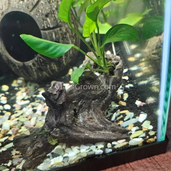 Mopane Congo Driftwood Small (6-10")