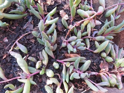 Ruby Necklace Succulent Live Plant in 2 Inch Pot – Othonna capensis