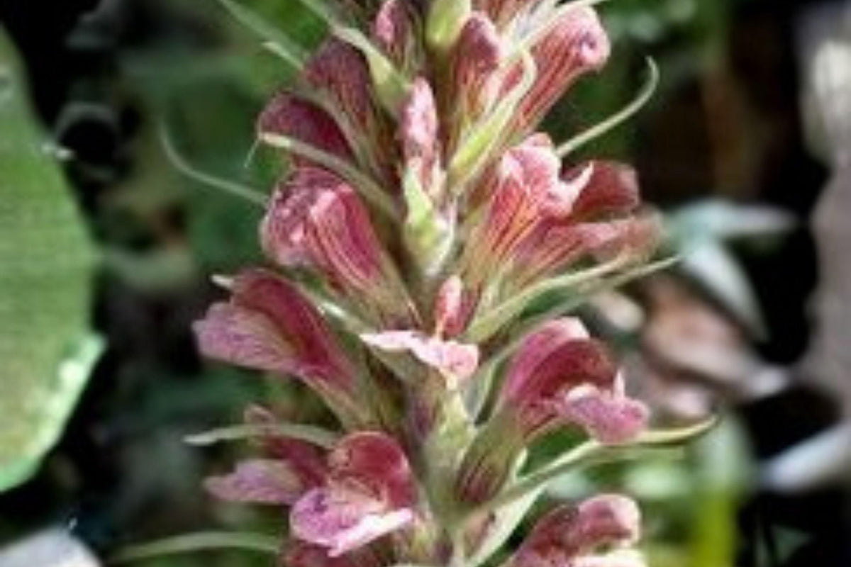Giant Lousewort Seeds – Pedicularis procera – Rare Native Wildflower for Moist Meadows & Restoration Projects