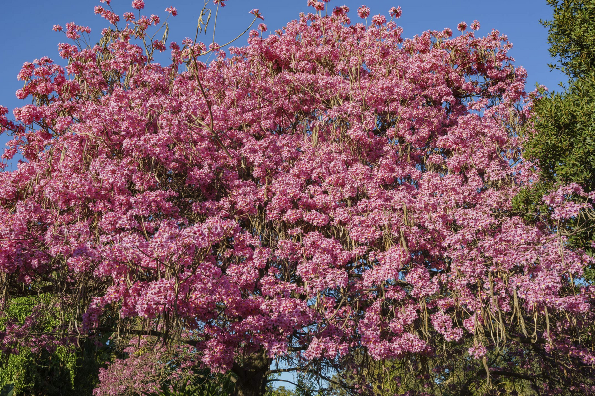 Pink Trumpet Tree Live Tabebuia Heterophylla 8’-12’ | Vibrant Flowering Ornamental Tree | Tropical Shade Tree Starter | Fast Growing