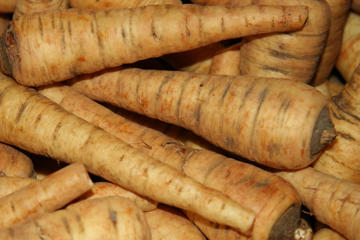 500 All American Parsnip Seeds - Heirloom, Non-GMO, Sweet, Nutty Flavor, 10-12" Roots, Winter Harvest, USA Seller, !