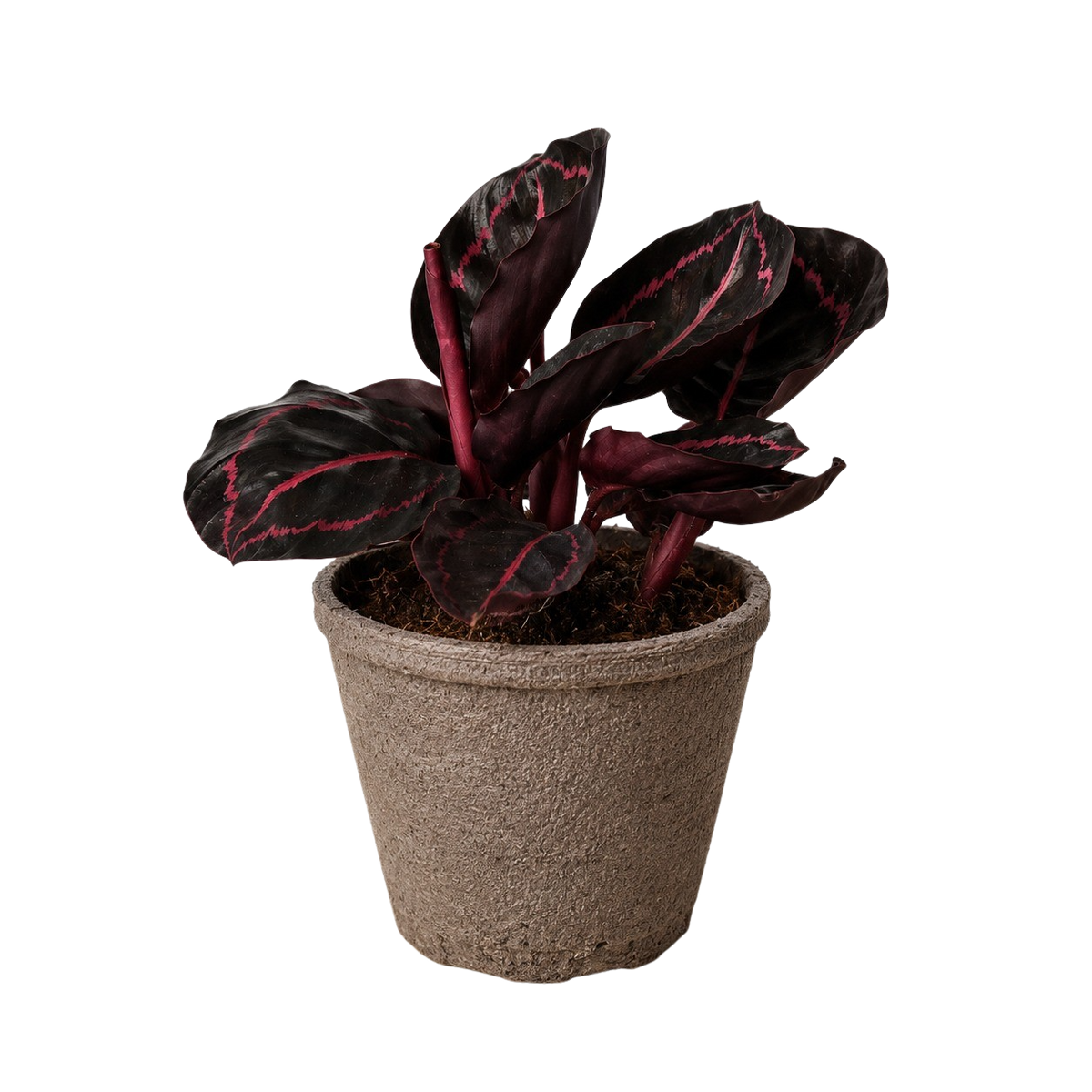 Calathea 'Dottie' - 6" Pot - NURSERY POT ONLY
