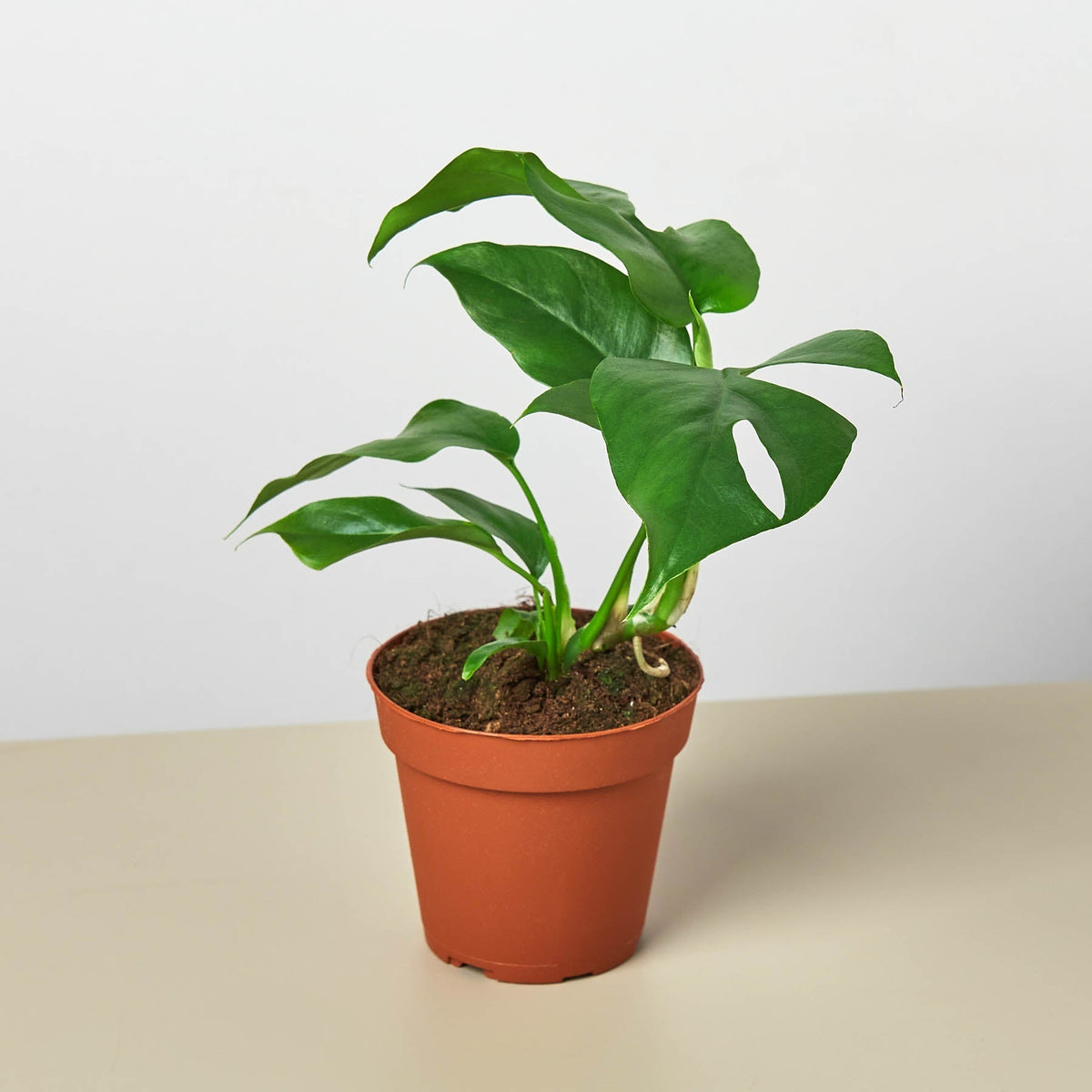 Mini Monstera Minima