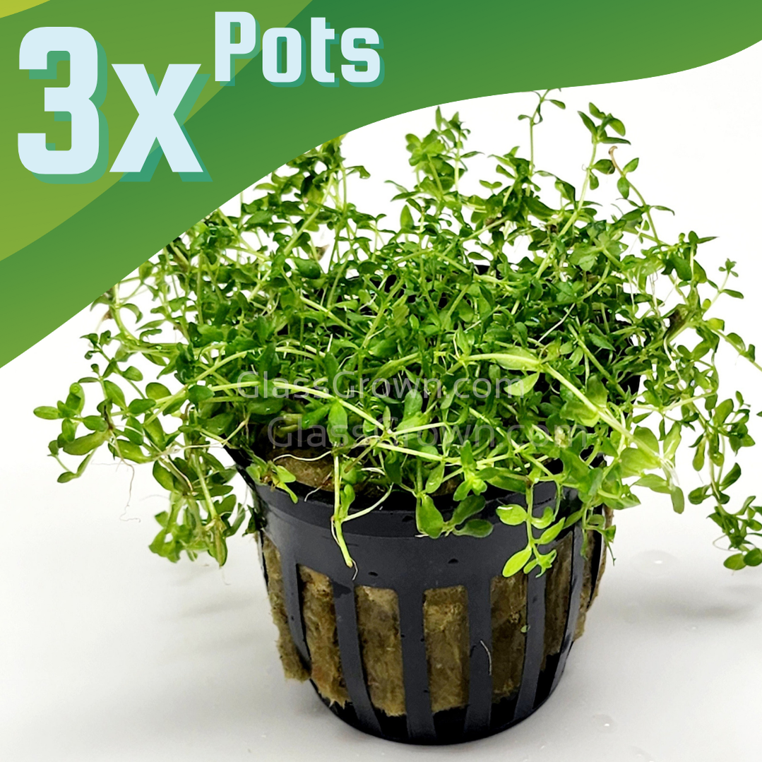 Potted Pearlweed
