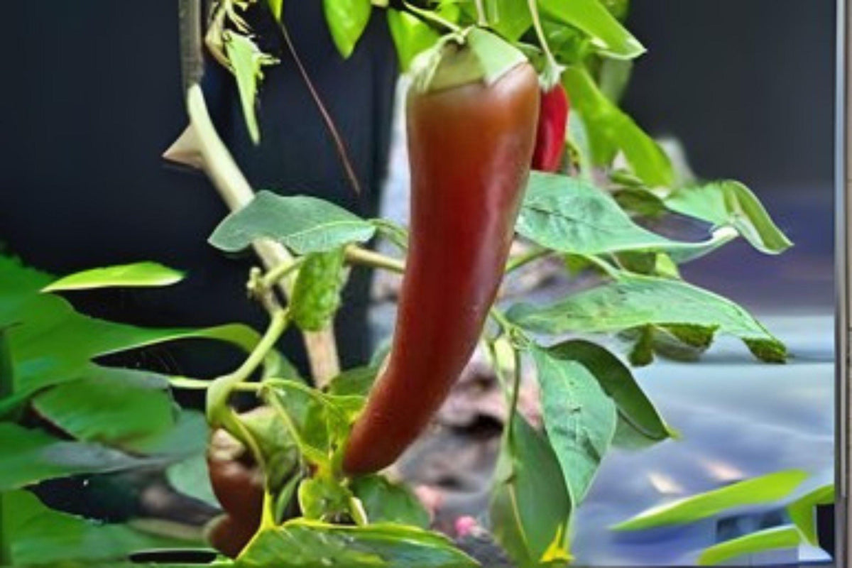 Hatch Giuzeppi Hot Pepper Seeds – Non-GMO Capsicum annuum for Spicy Cooking, Roasting & Sauces, 250 mg
