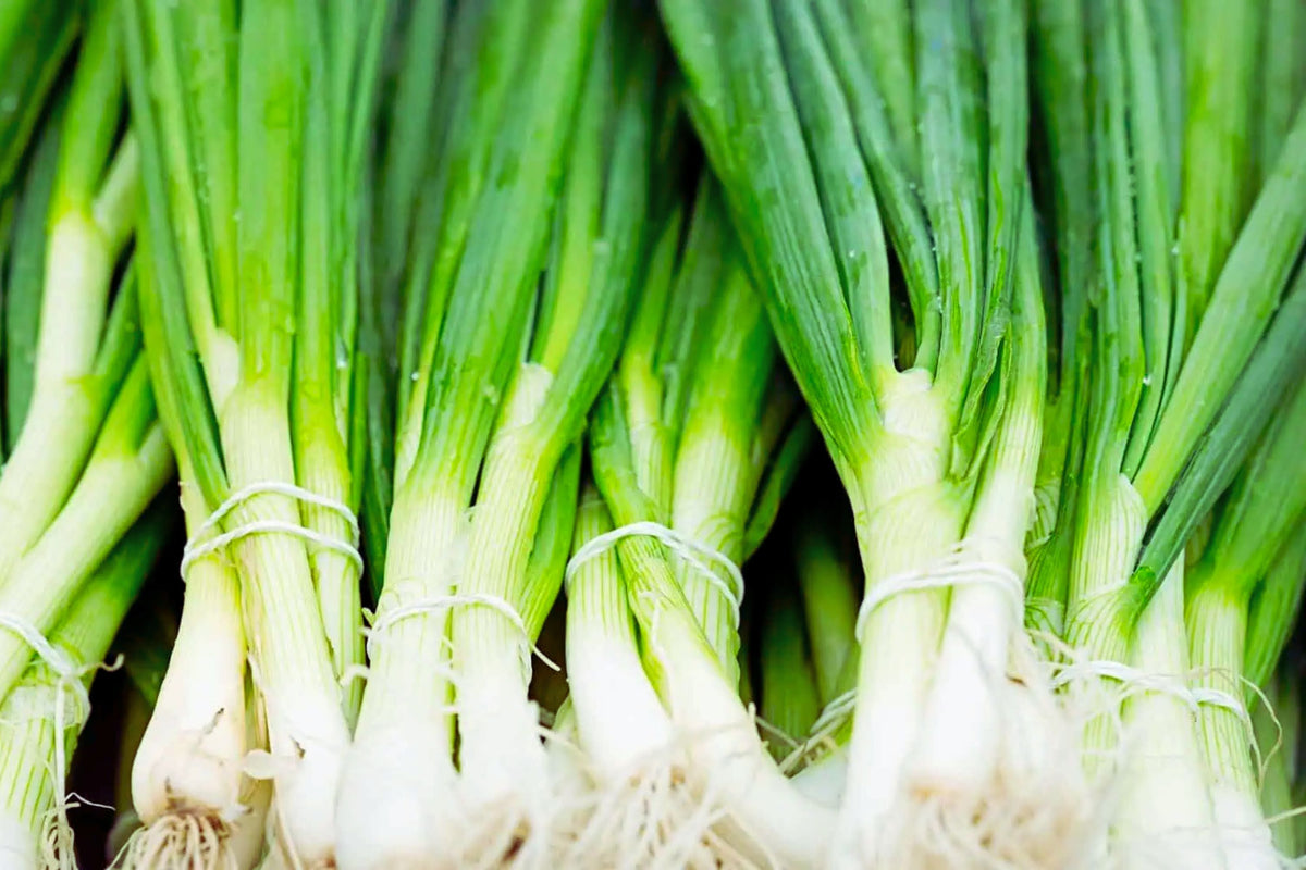 Evergreen Bunching Onion Seeds, Non-GMO Heirloom, Allium fistulosum, Fresh Garden Seeds for Salad & Cooking