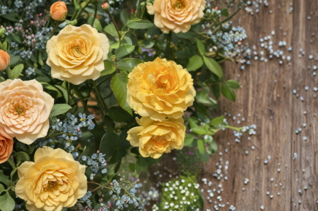 Julia Child Rose Cuttings – 3 Live Unrooted Floribunda Rose Stems for Propagation, Garden Planting, Yellow Blooms, Rosa ‘Julia Child’