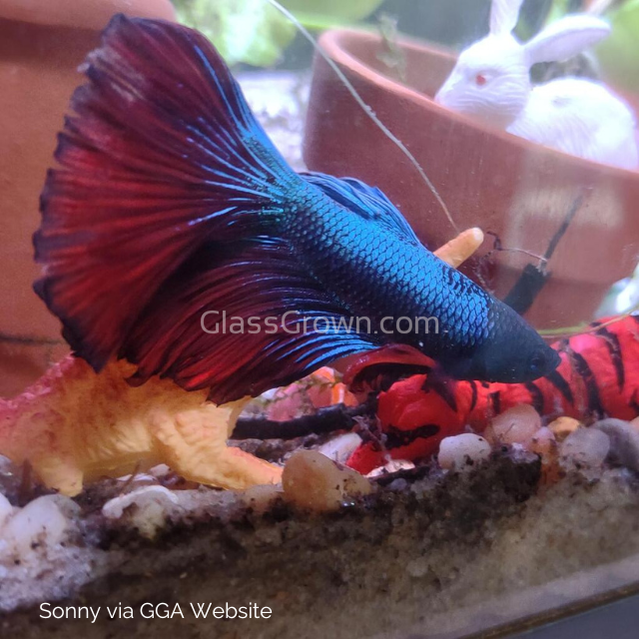 Male Halfmoon Betta