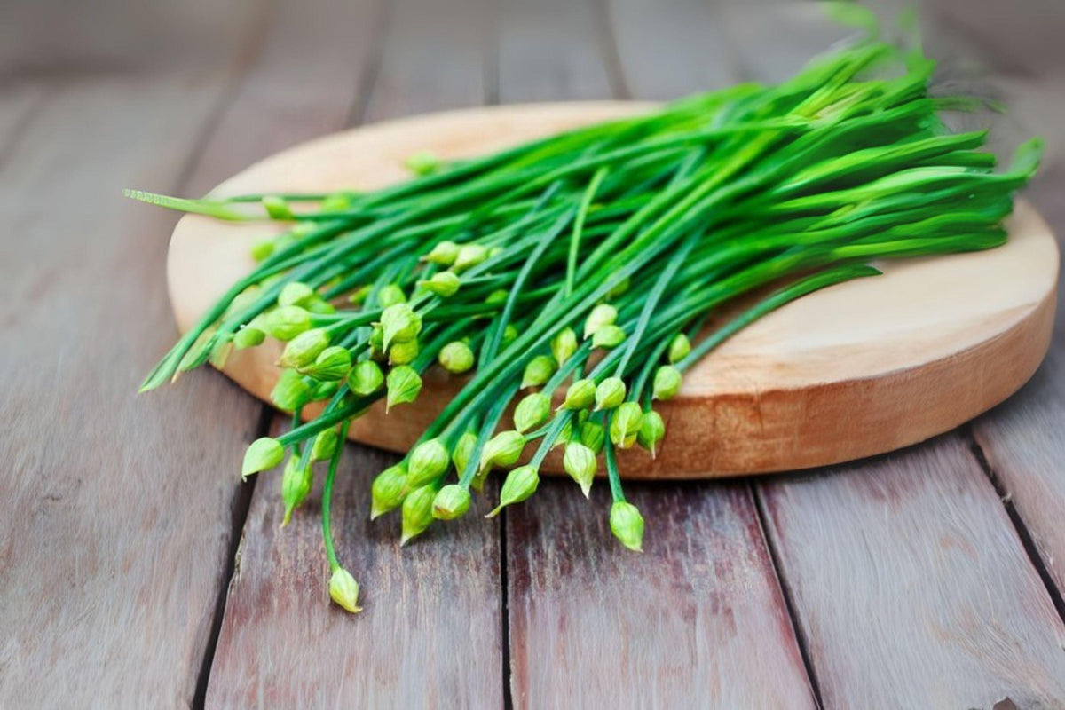 Flowering Chinese Leek Seeds, Allium tuberosum, Heirloom Garlic Chives, 100 Seeds for Cooking, Edible Flower Stalks