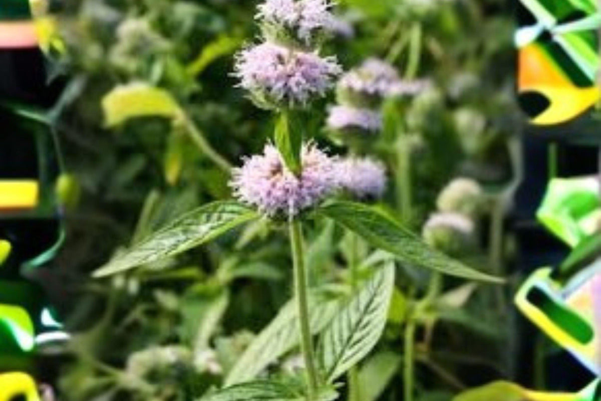Ohio Horsemint Seeds – 300 Blephilia ciliata Perennial Wildflower for Pollinator Gardens, Drought Tolerant, Lavender Blooms