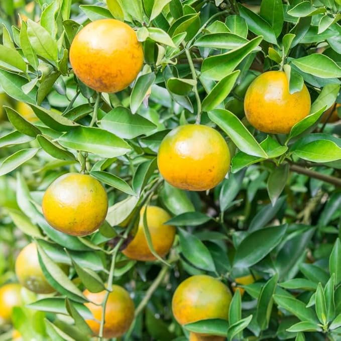 Rooted Calamansi Citrus Plant 2-3 Inches | Calamondin Microcarpa | Tropical Lime Tree for Indoor or Garden