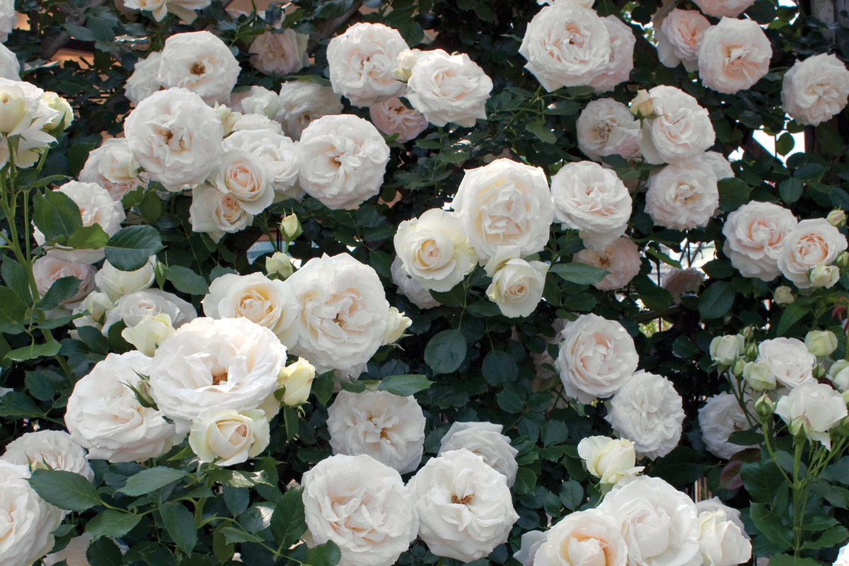 White Eden Climbing Rose - 1.5 Gal Pot | 100+ Petals | Creamy White Blush Flowers | Own Root | Hardy Zones 5-9 | 12โ Tall | Repeat Bloomer
