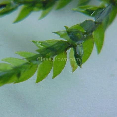 Willow Moss 2oz Portion