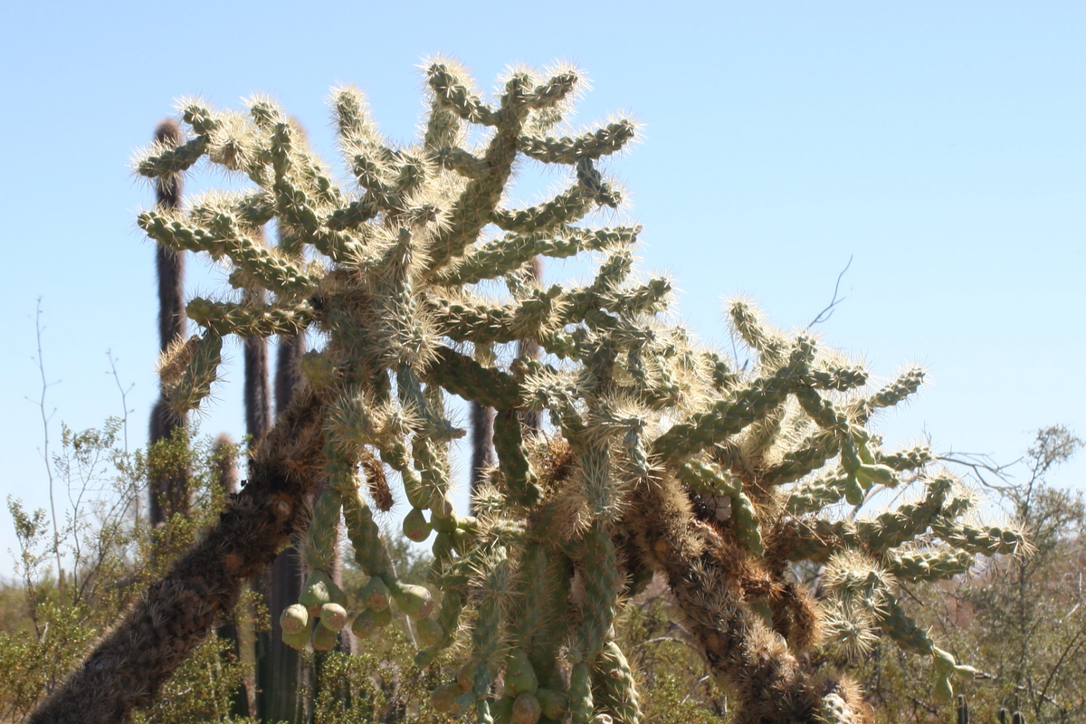 Opuntia Fulgida Cactus - 2 Fresh Cuttings (6-9 Inches) | Chain Fruit Cholla | Treated with Rootone for Easy Rooting