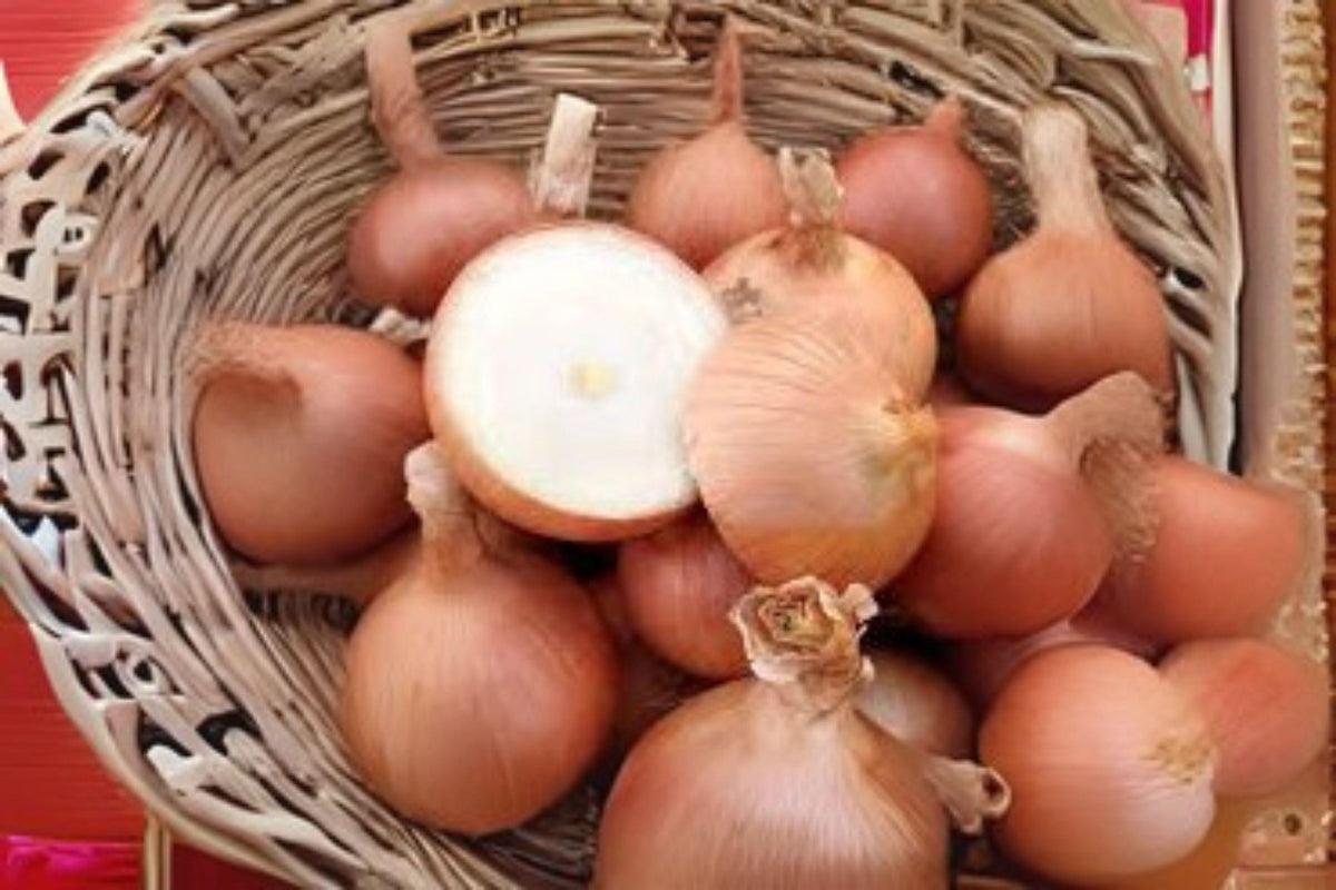 Sweet Spanish Colorado #6 Onion Seeds, Heirloom Allium cepa, Large Golden-Yellow Bulbs, Mild Flavor, 250 mg Pack