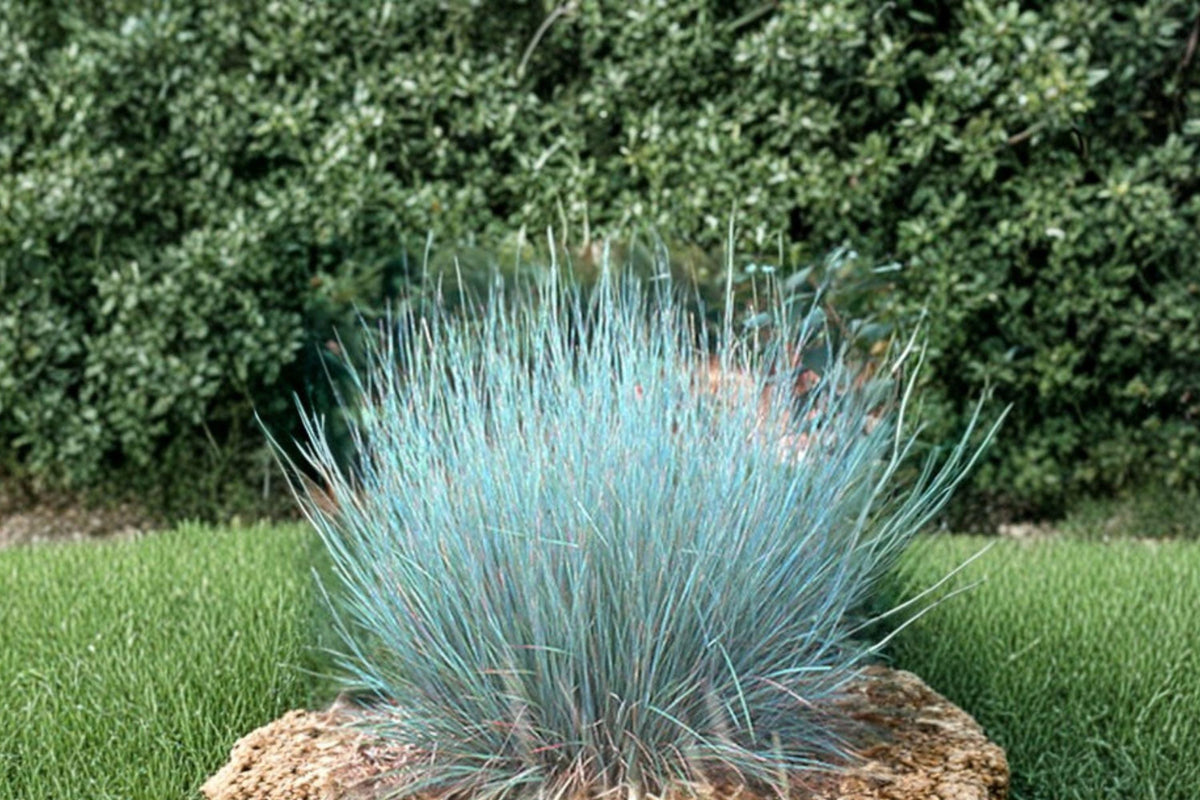 100 Little Bluestem Seeds – Native Prairie Grass Schizachyrium scoparium for Landscaping & Wildlife Habitat