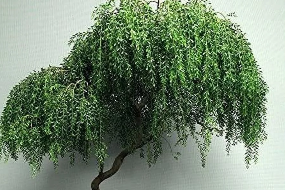 Bonsai Globe Willow Tree | Large Thick Trunk Cutting | Fast Growing | Bare Root | Unique Round Shape | Hardy Zones 3-10 | Easy to Grow