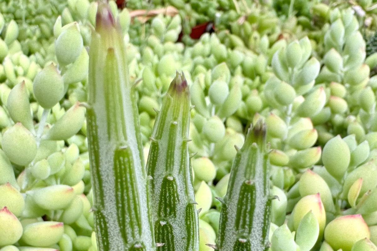 Kleiniia Senecio Stepiliformis Succulent Pickle Plant - 2 Rooted Cuttings in 2" Pot