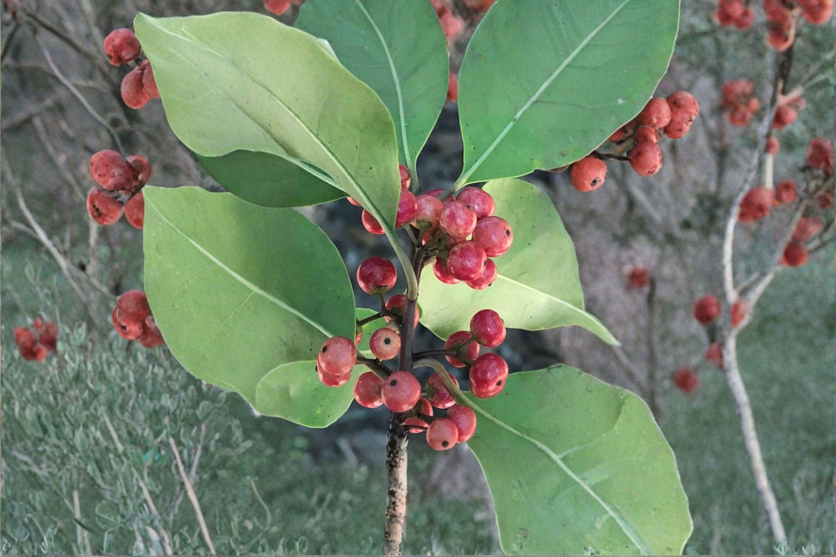 Kurogane Holly Seeds Ilex rotunda Round Leaf Evergreen Tree for Landscaping, Wildlife Garden, Ornamental Planting